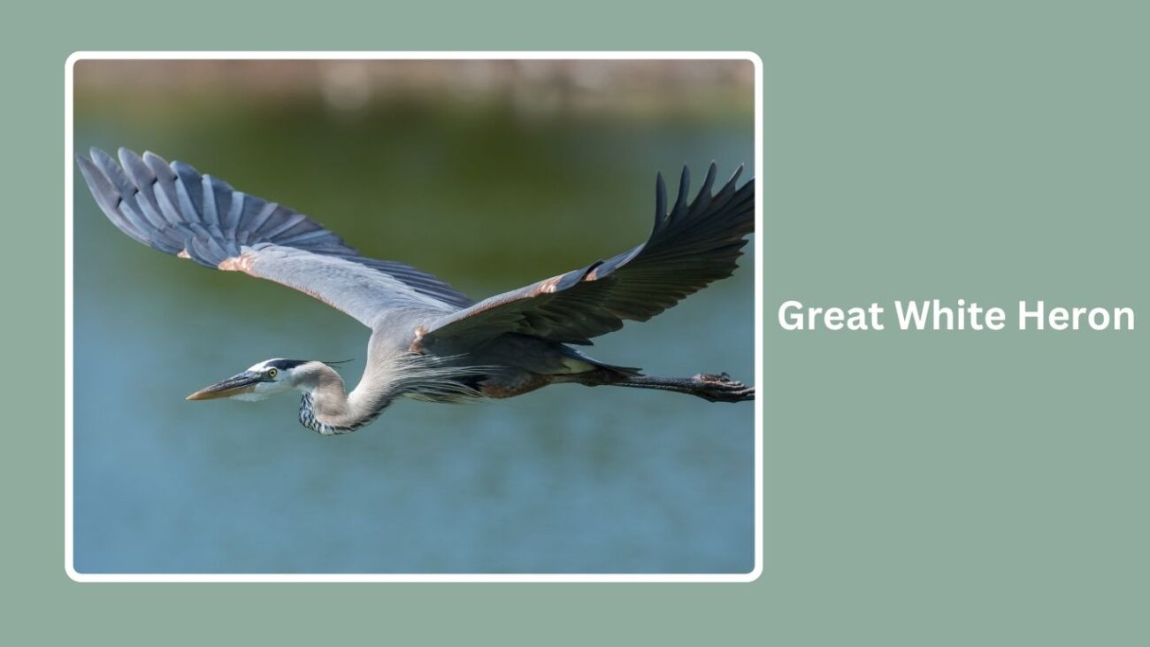 Great White Heron