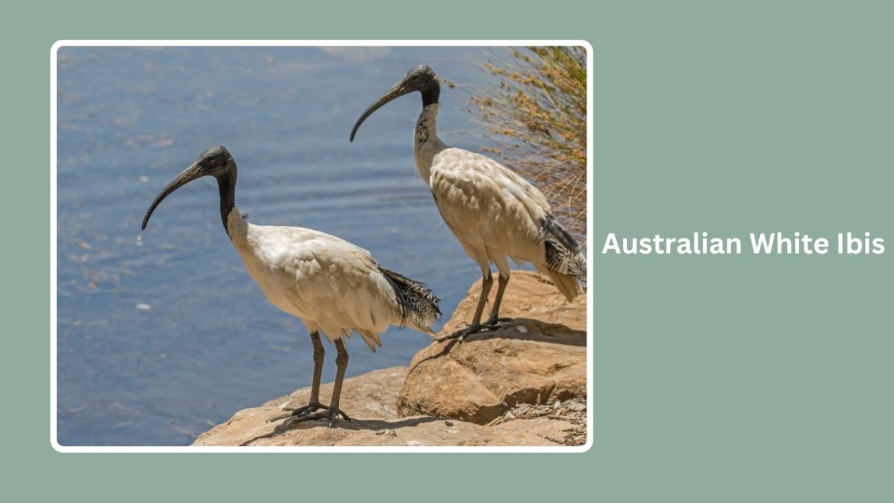 Australian White Ibis