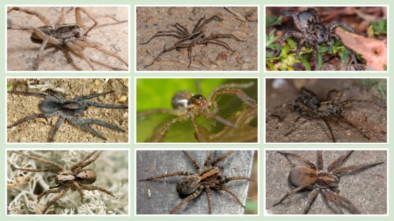 15 Types of Wolf Spiders Identification With Images