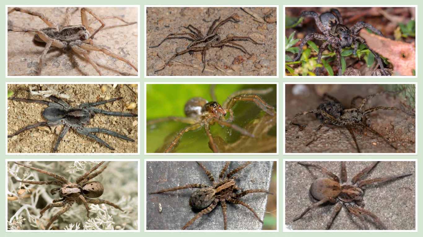 15 Types of Wolf Spiders Identification With Images