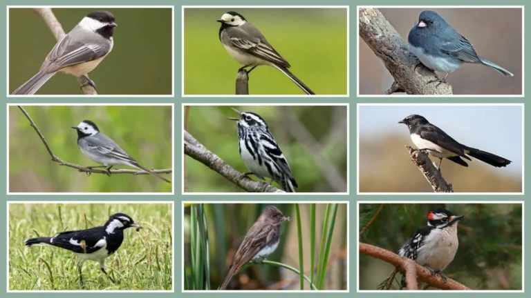 15 small black and white birds Identification with Pictures 