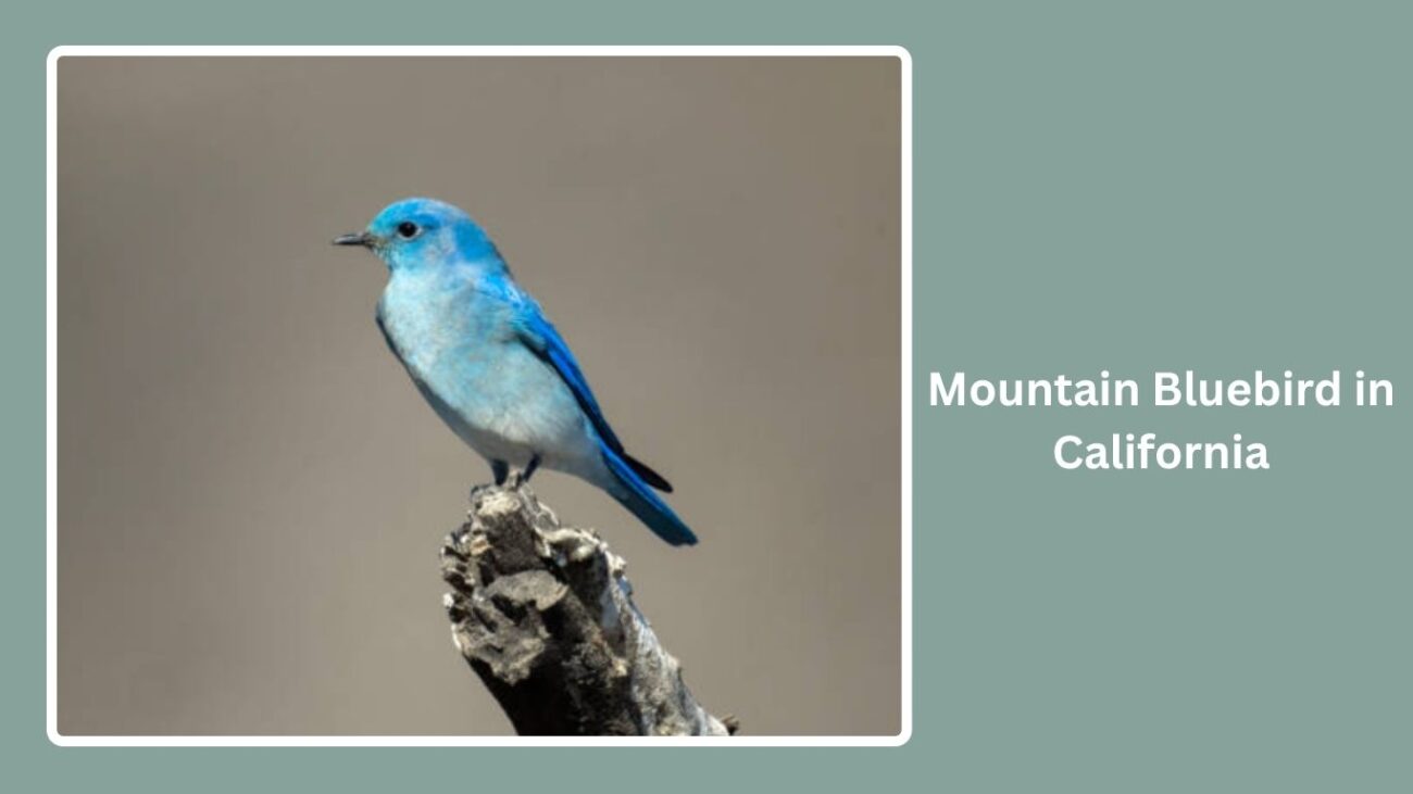 Mountain Bluebird