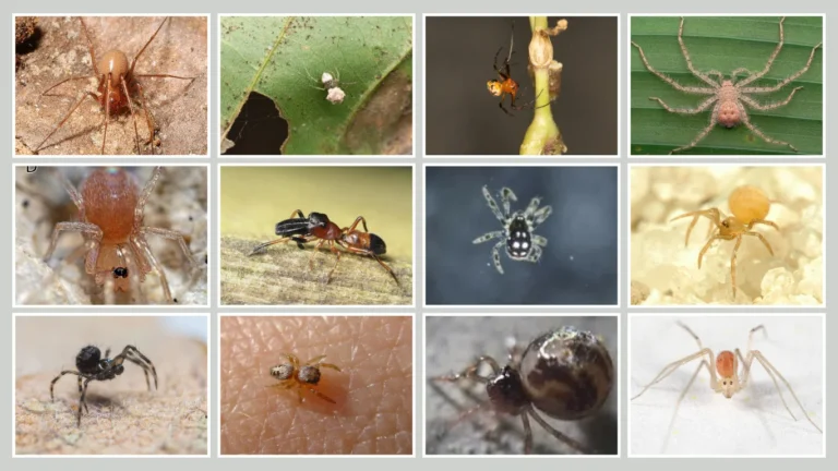 20 Smallest Spiders in the World: Identification by Pictures