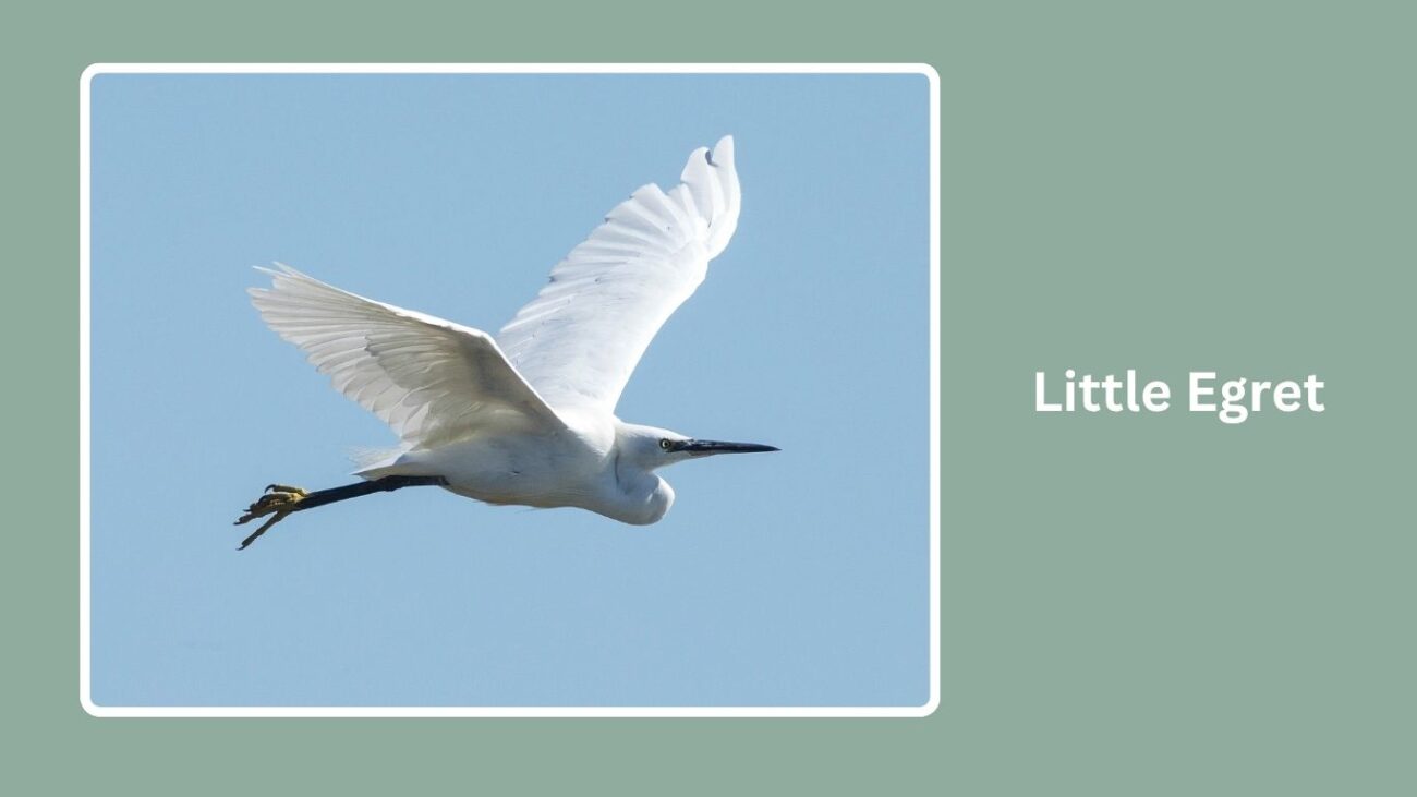 Little Egret