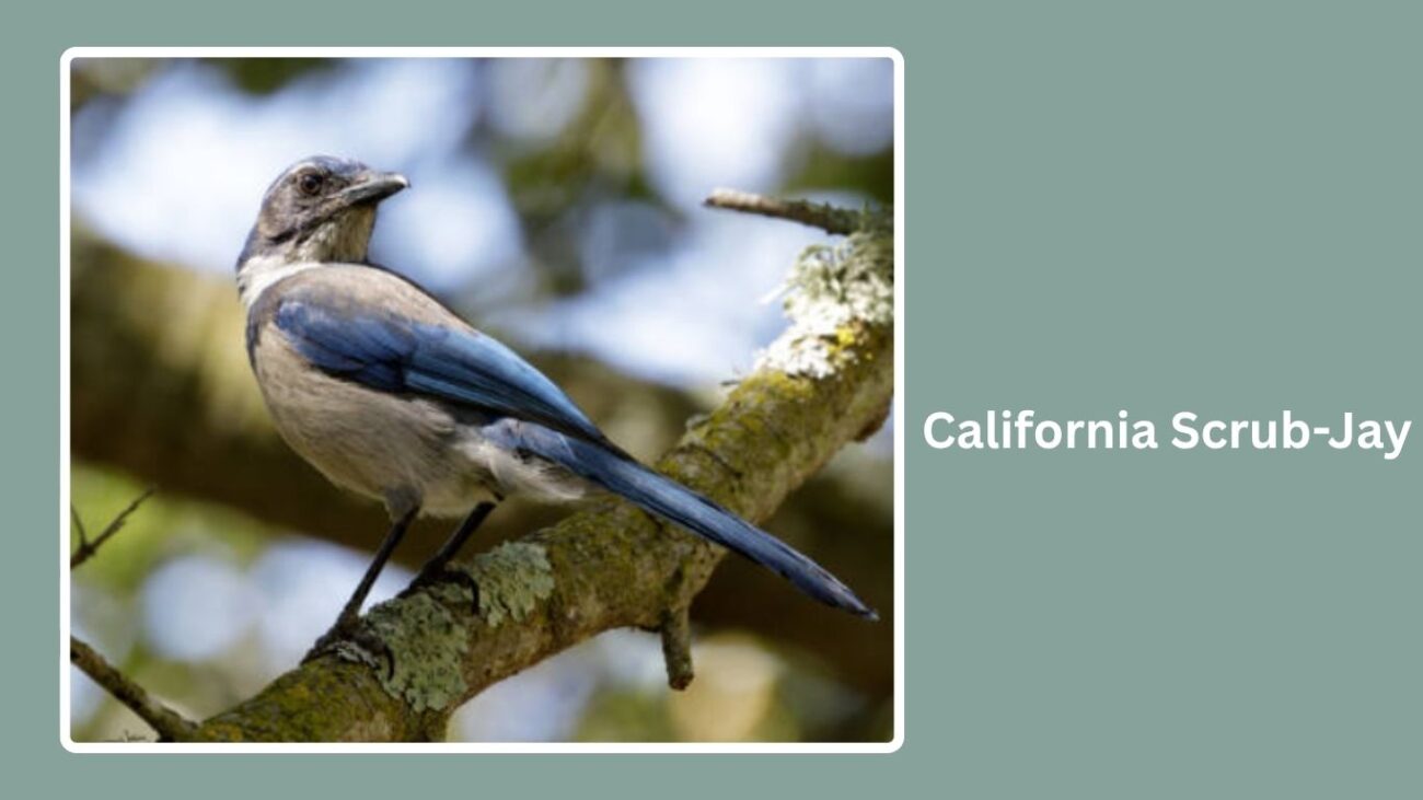 Scrub-Jay