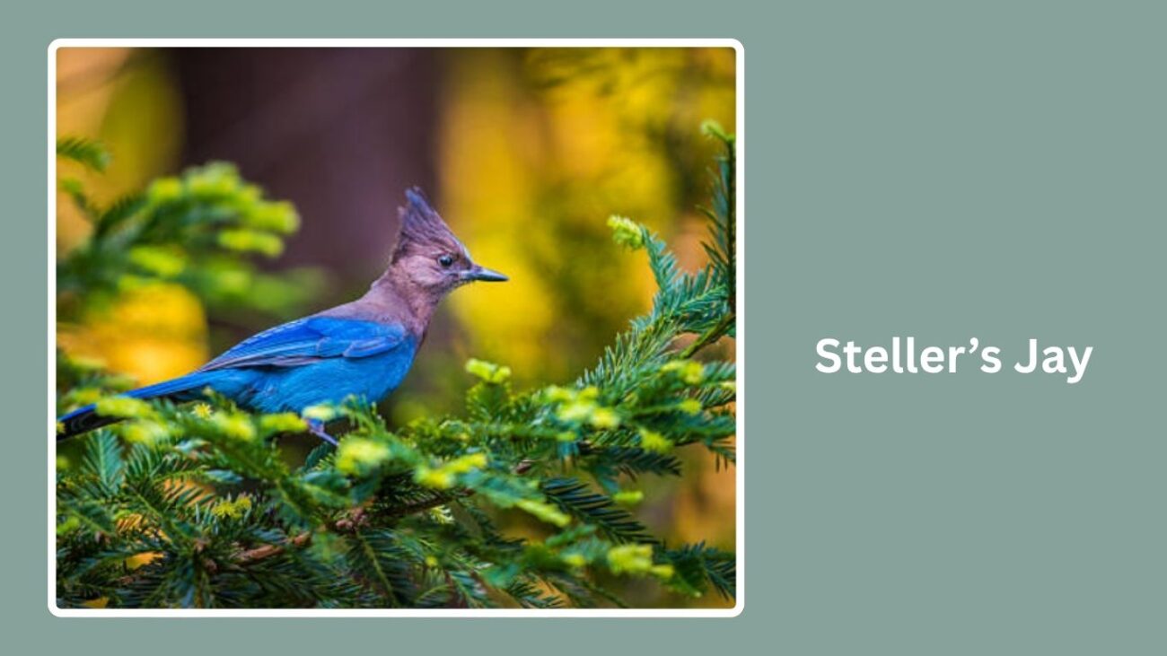 Steller’s Jay