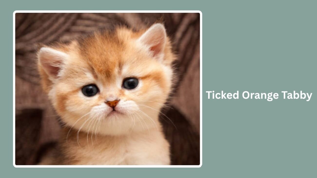 Ticked Orange Tabby