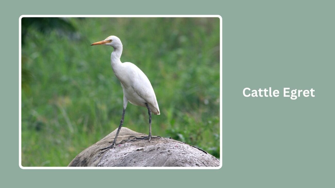 Cattle Egret