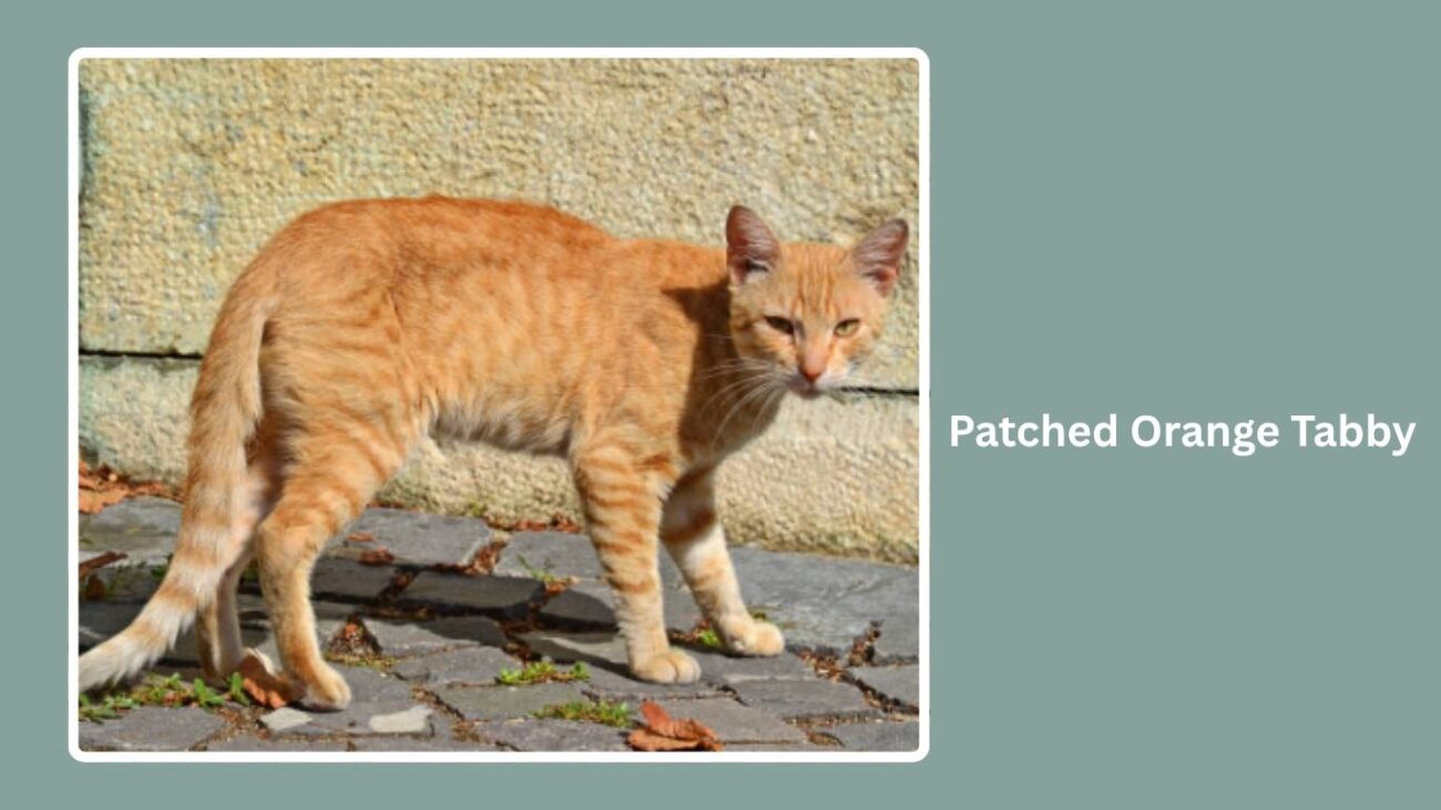 Patched Orange Tabby
