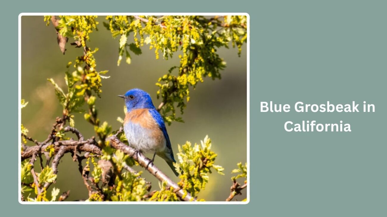 Blue Grosbeak