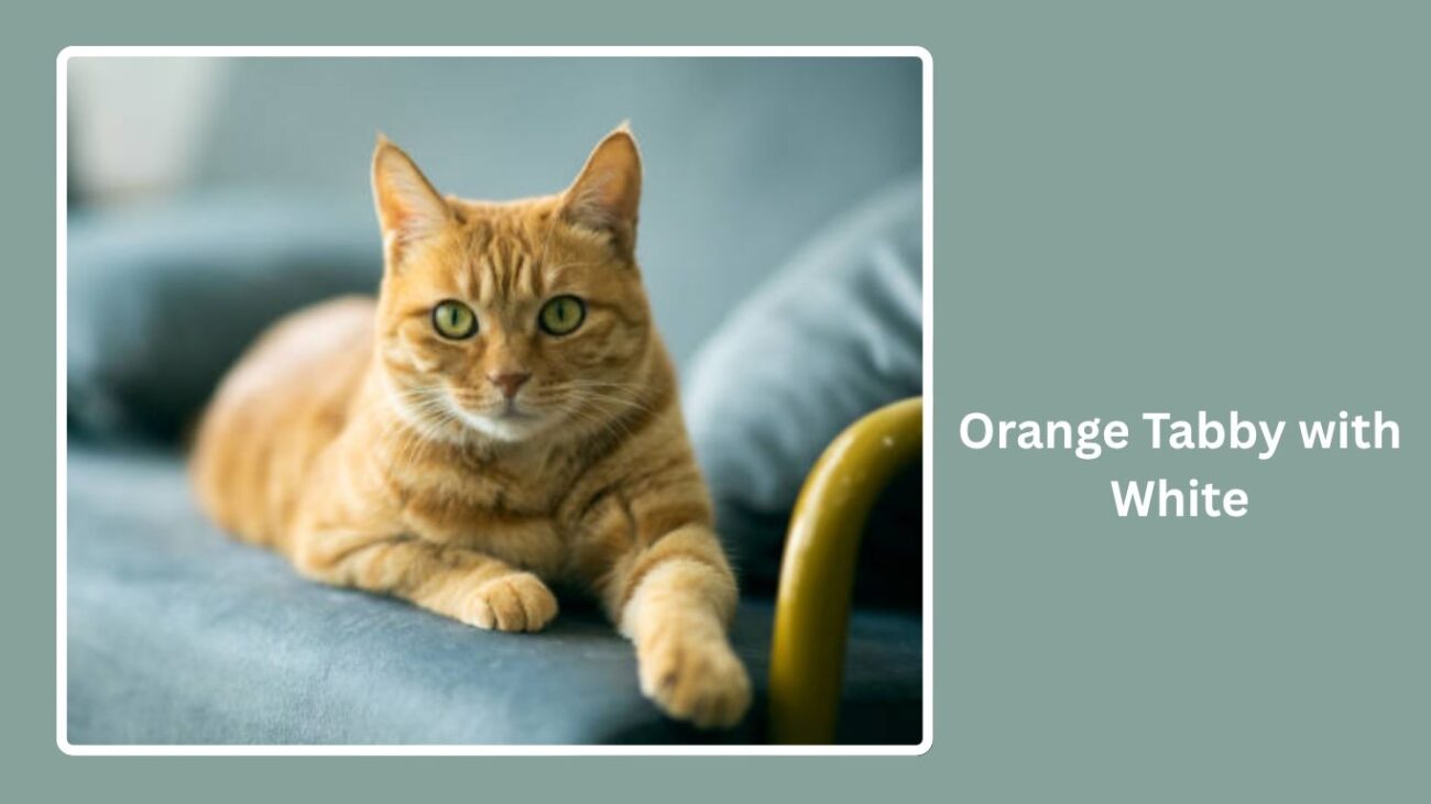 Orange Tabby with White