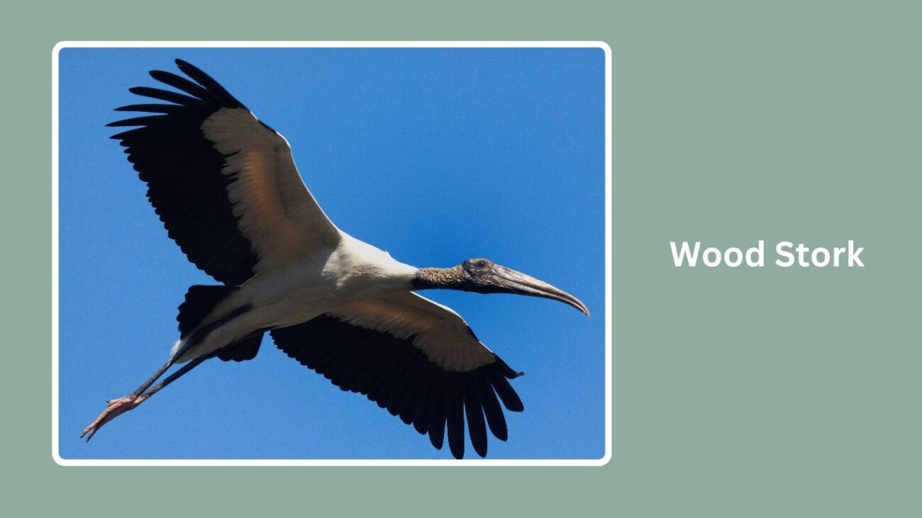Wood Stork