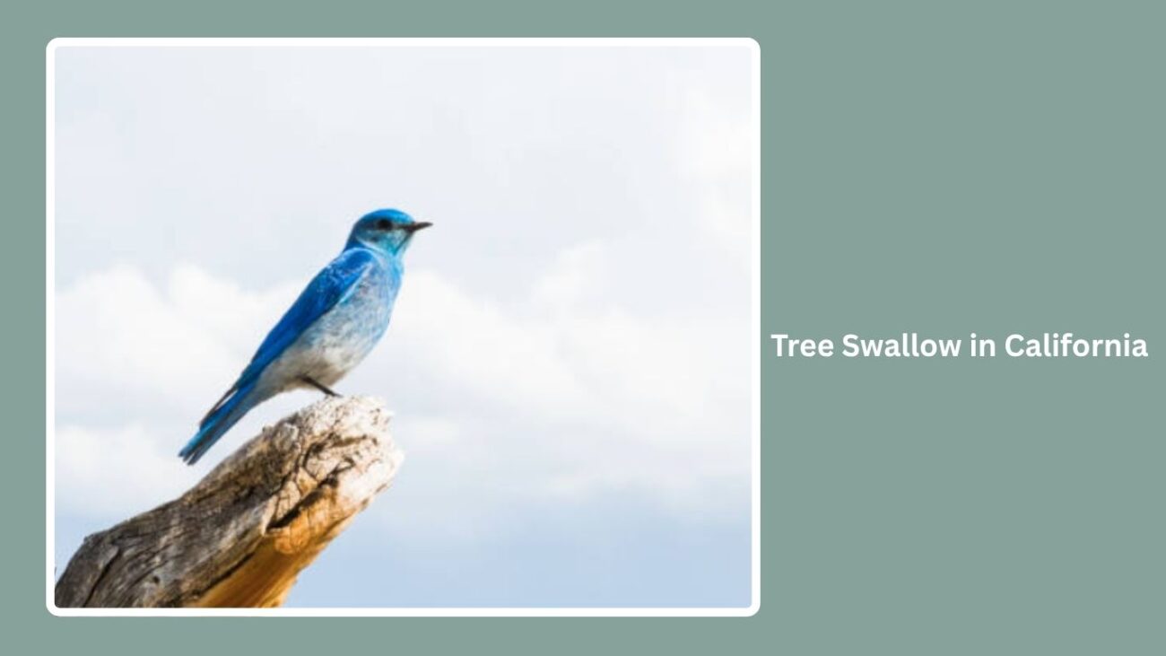 Tree Swallow