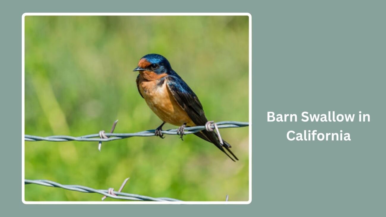 Barn Swallow