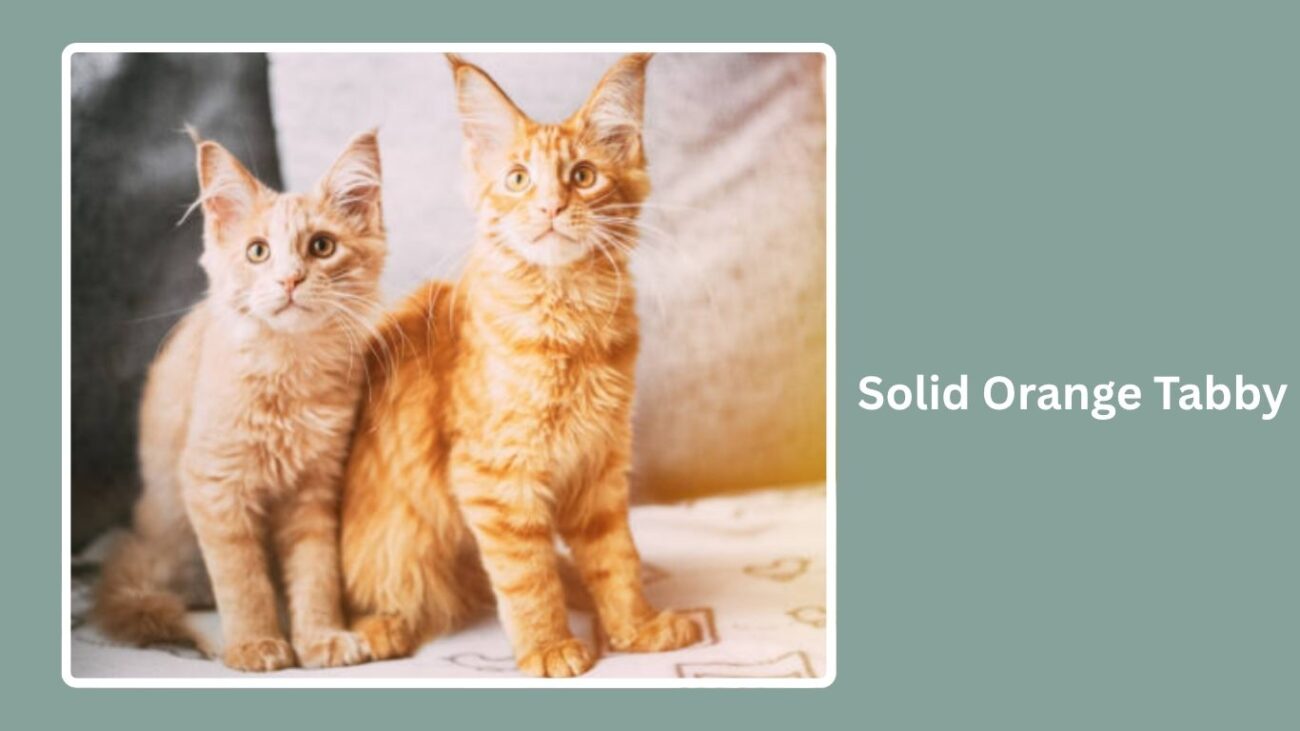 Solid Orange Tabby