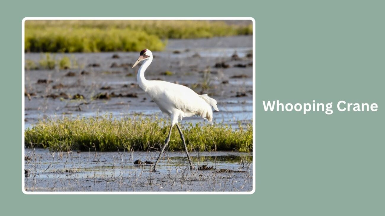 Whooping Crane