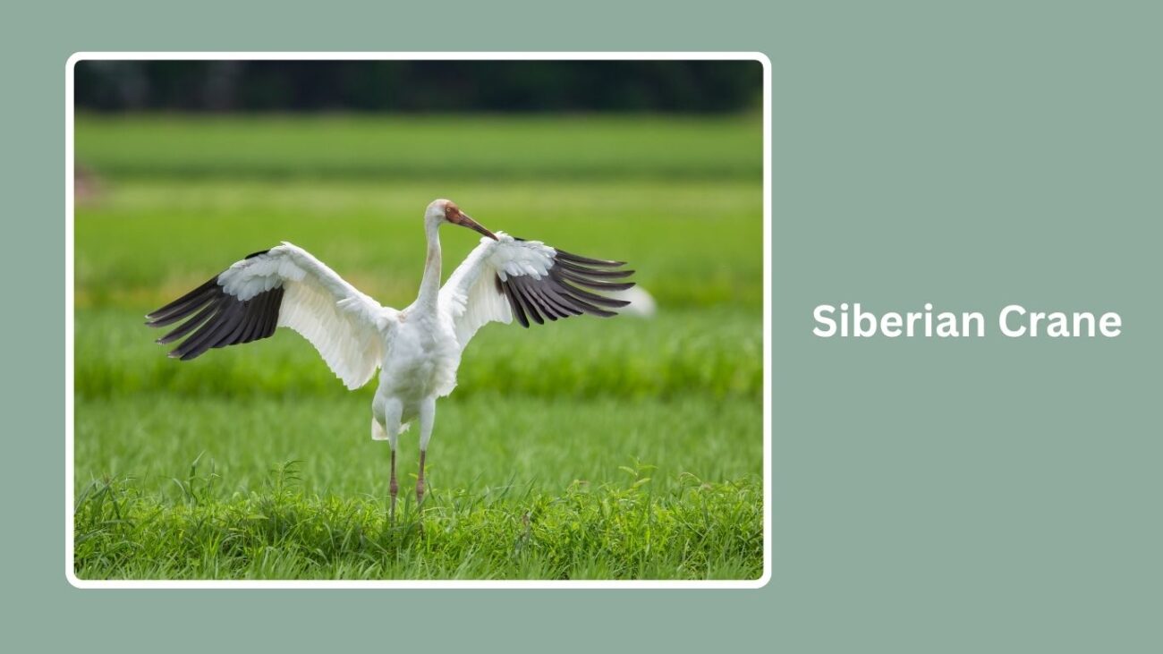 Siberian Crane