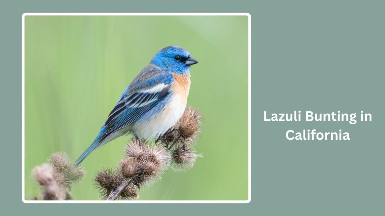 Lazuli Bunting