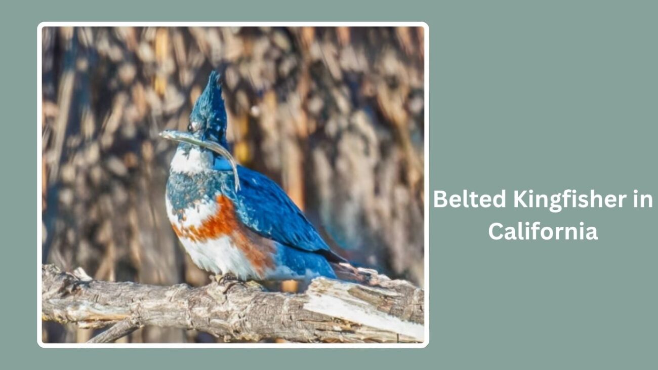 Belted Kingfisher