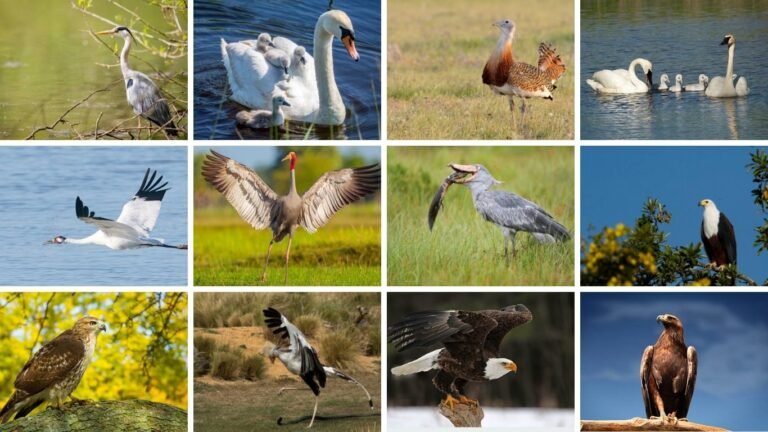 26 Largest Flying Birds in the World:  Ranked by Size