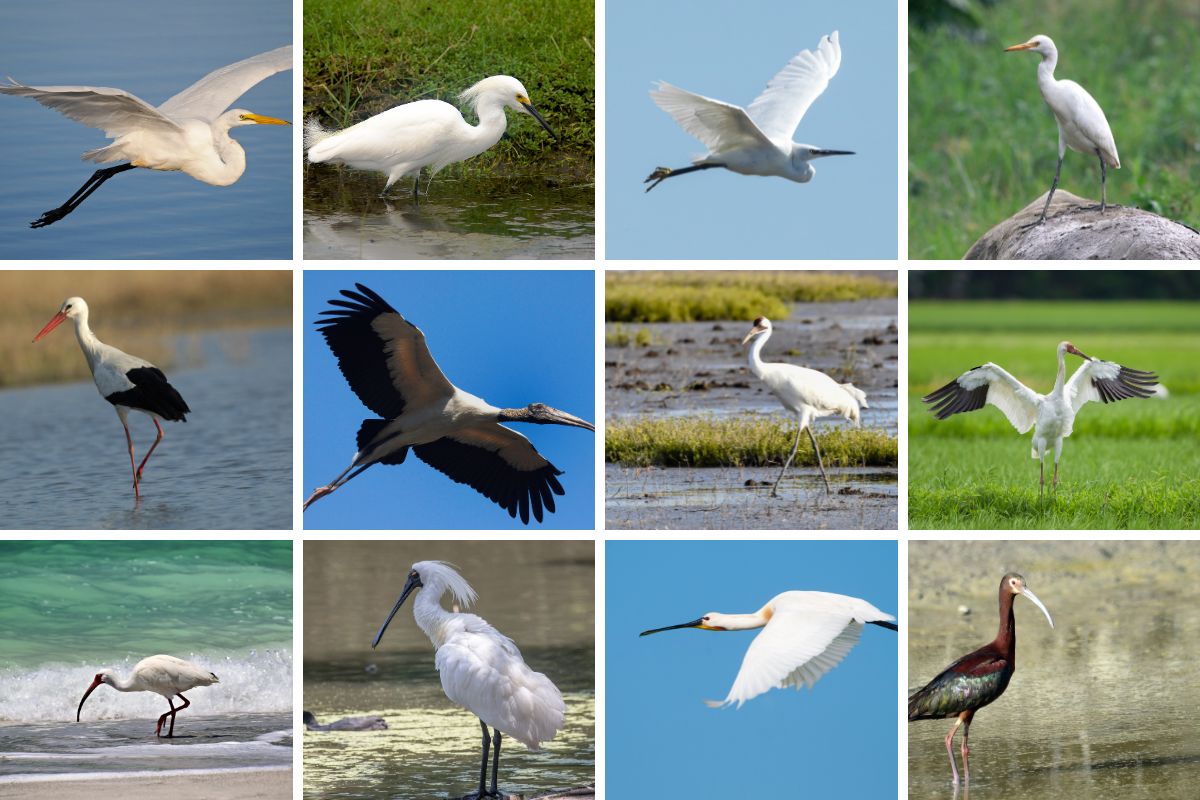 14 white birds