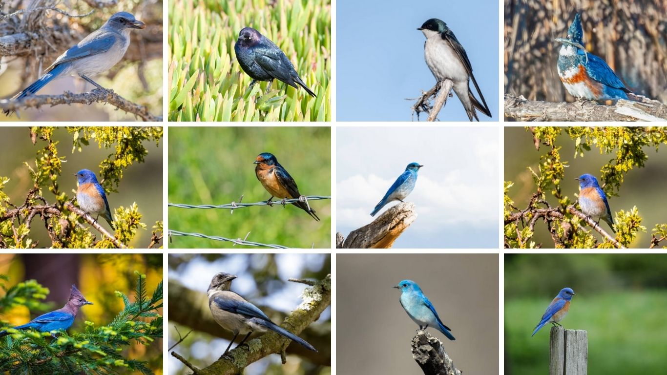 Blue Birds