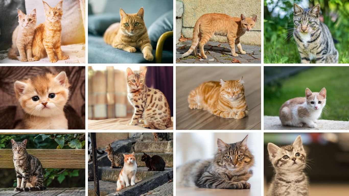 Orange Tabby Cats