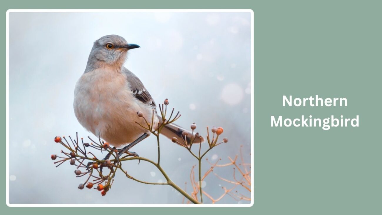 Northern Mockingbird