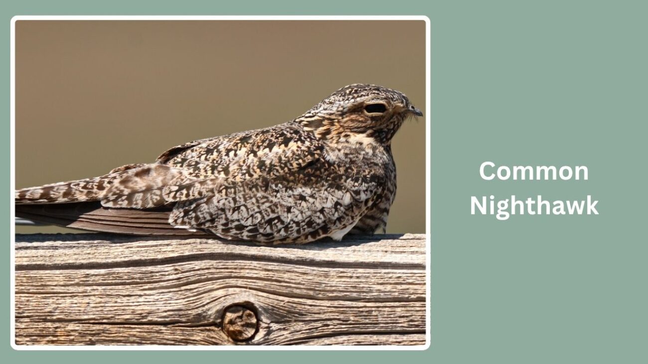 Common Nighthawk