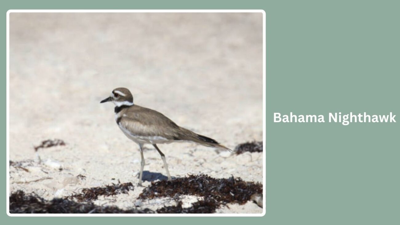 Bahama Nighthawk