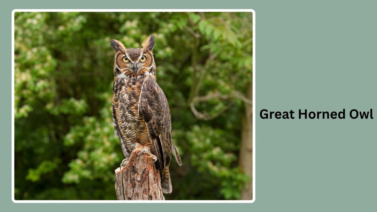 Short-eared Owl