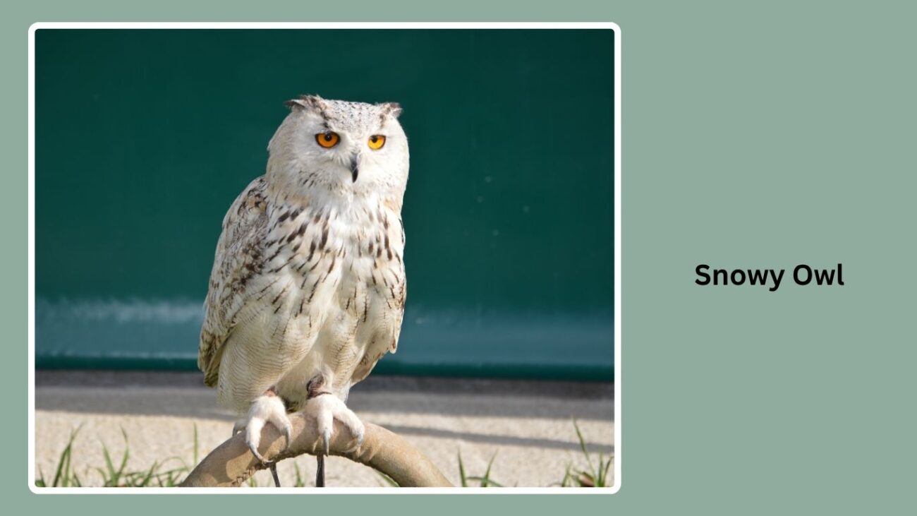 Snowy Owl