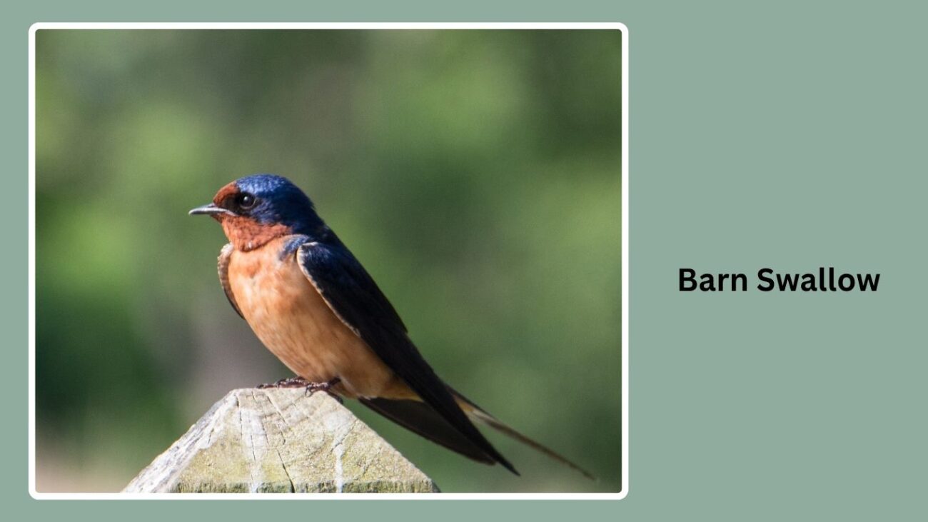 Barn Swallow