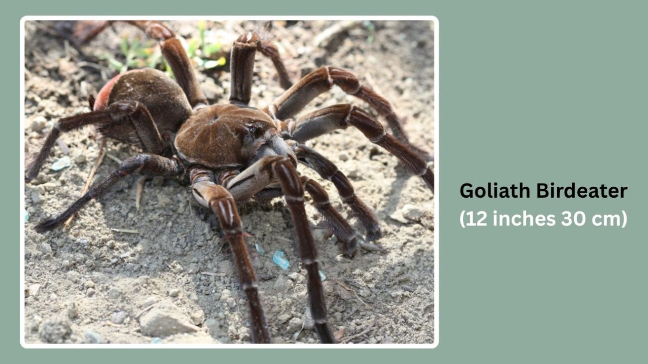 Goliath Birdeater