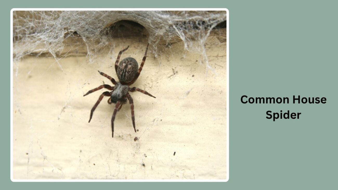 Common House Spider