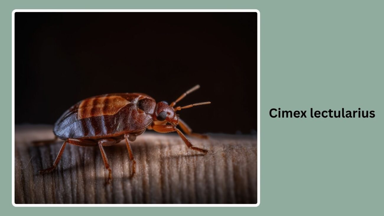 Cimex lectularius