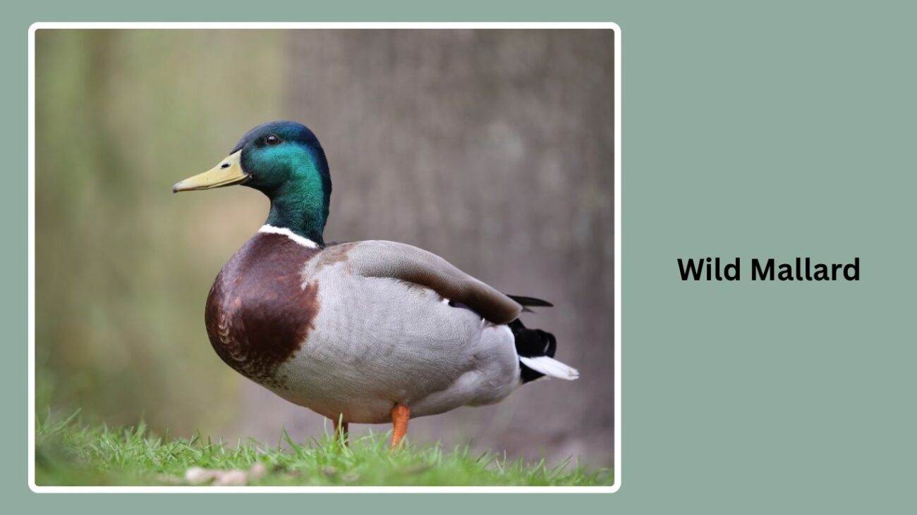 Wild Mallard