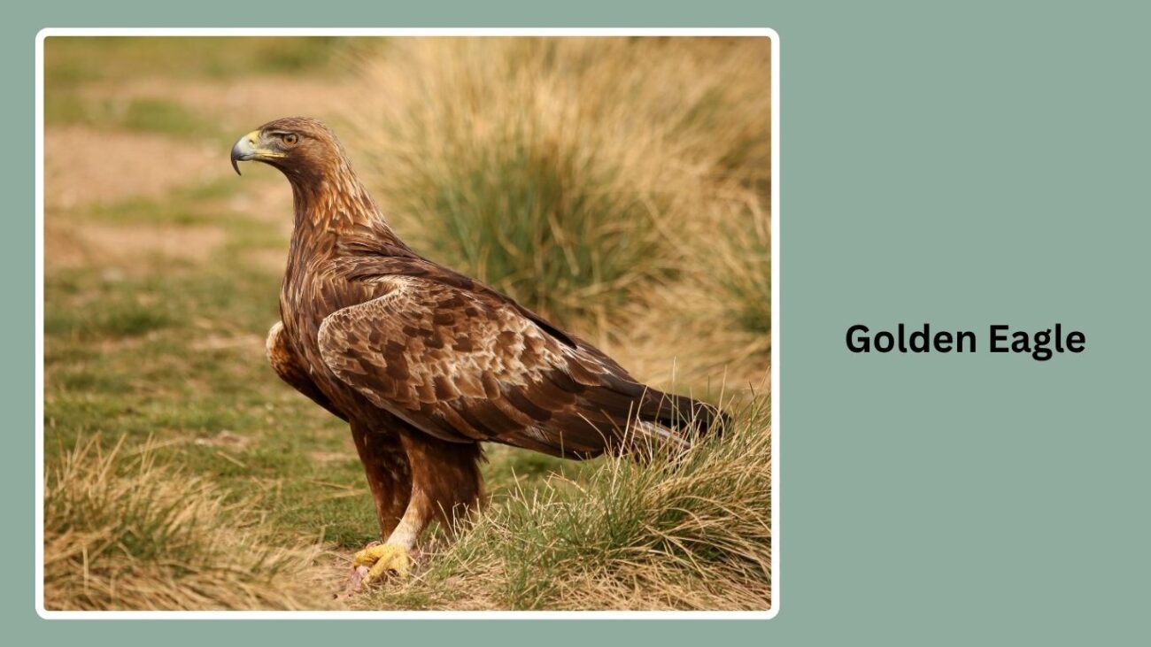 Golden Eagle
