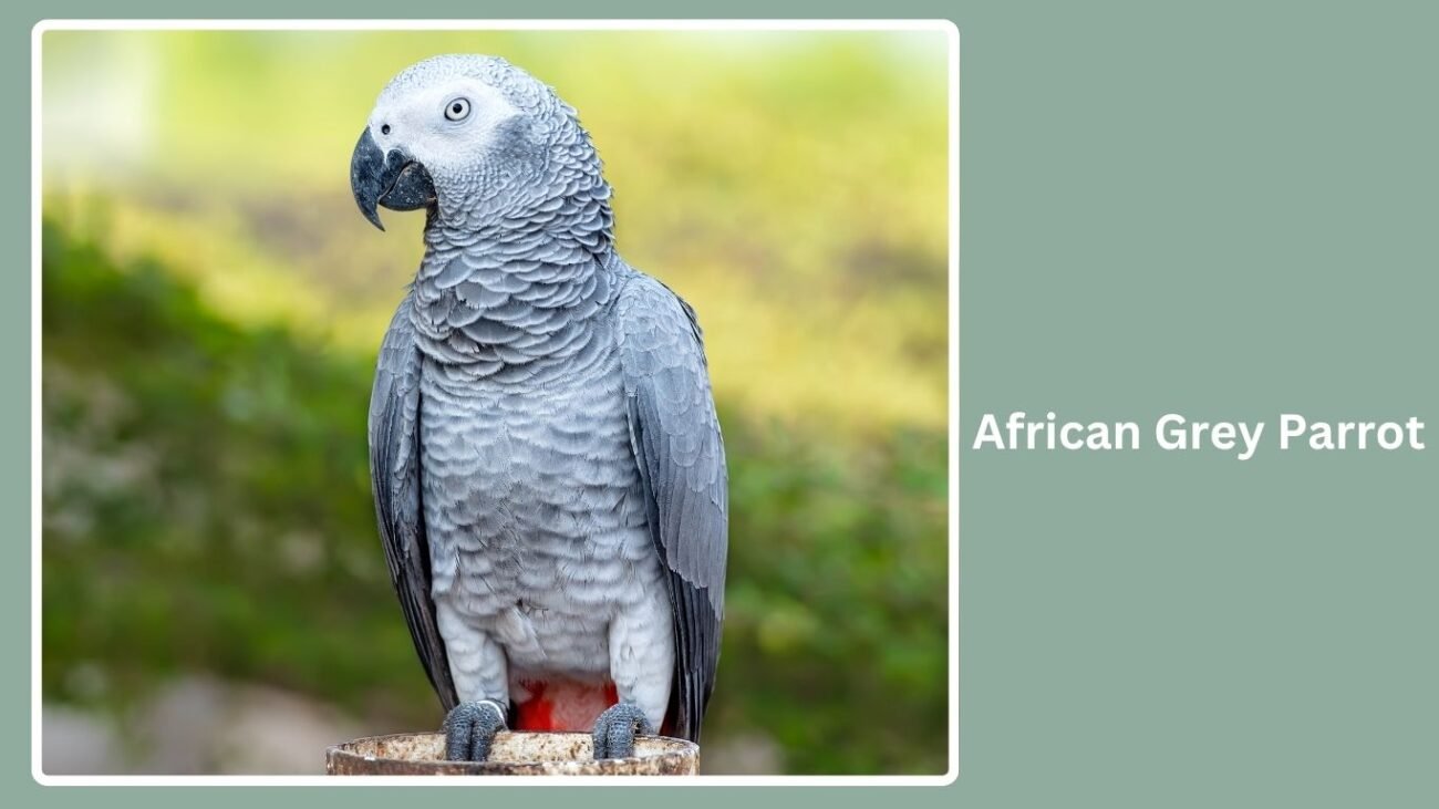 African Grey Parrot