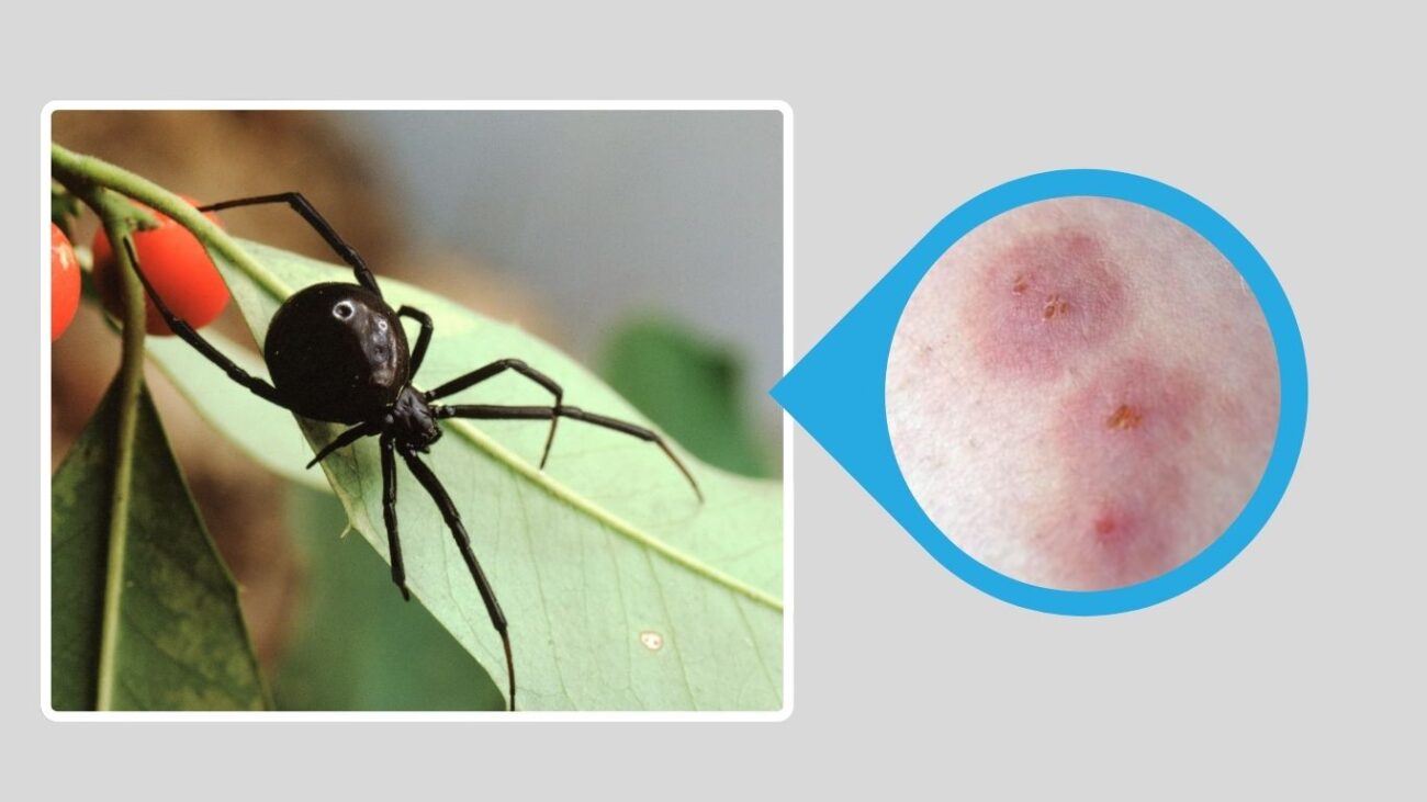 Southern Black Widow