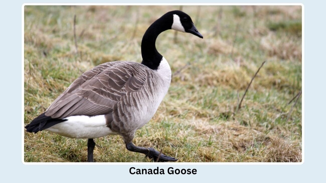 Canada Goose