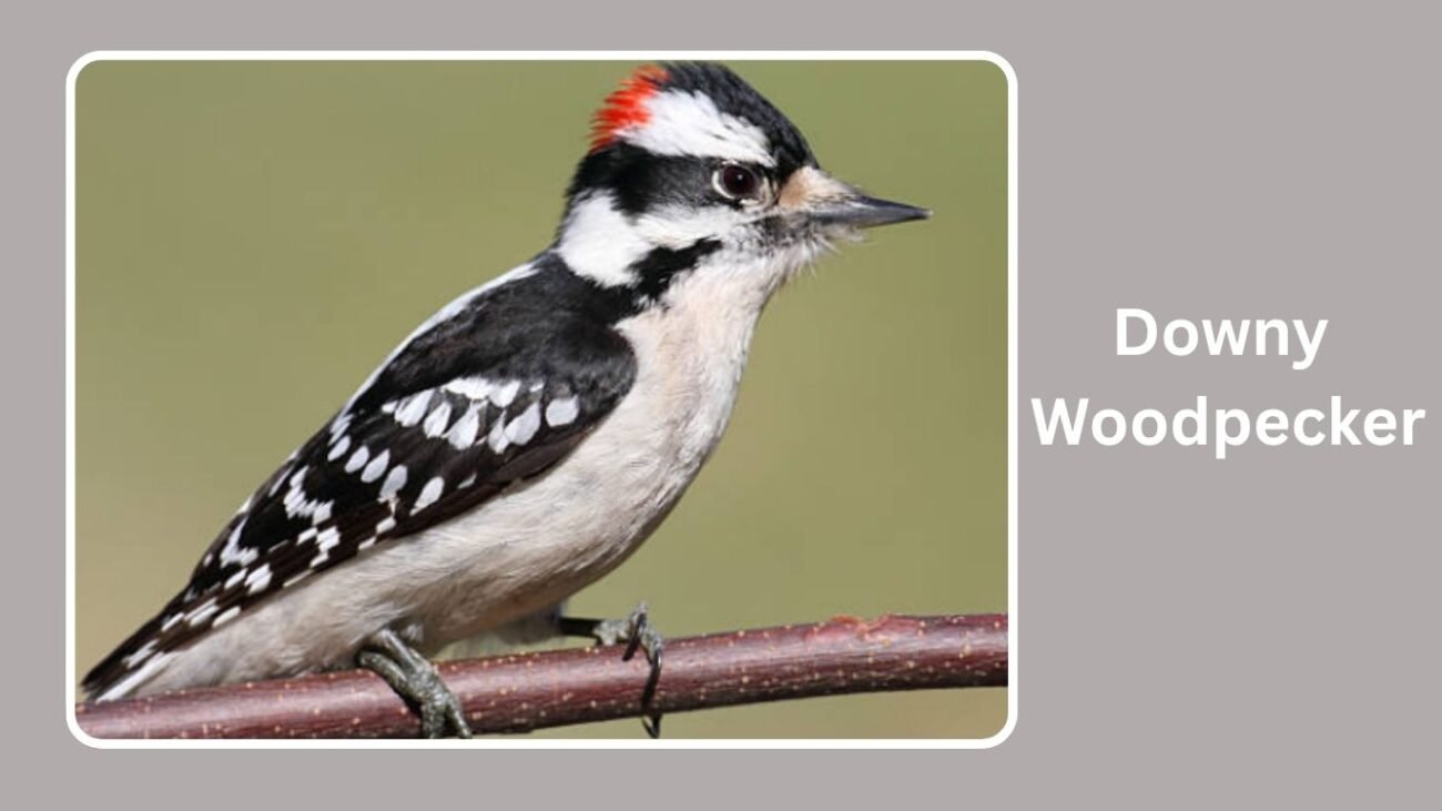Downy Woodpecker
