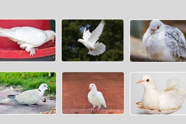 Types of White Dove Birds