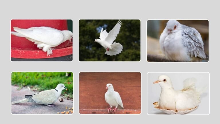 Types of White Dove Birds