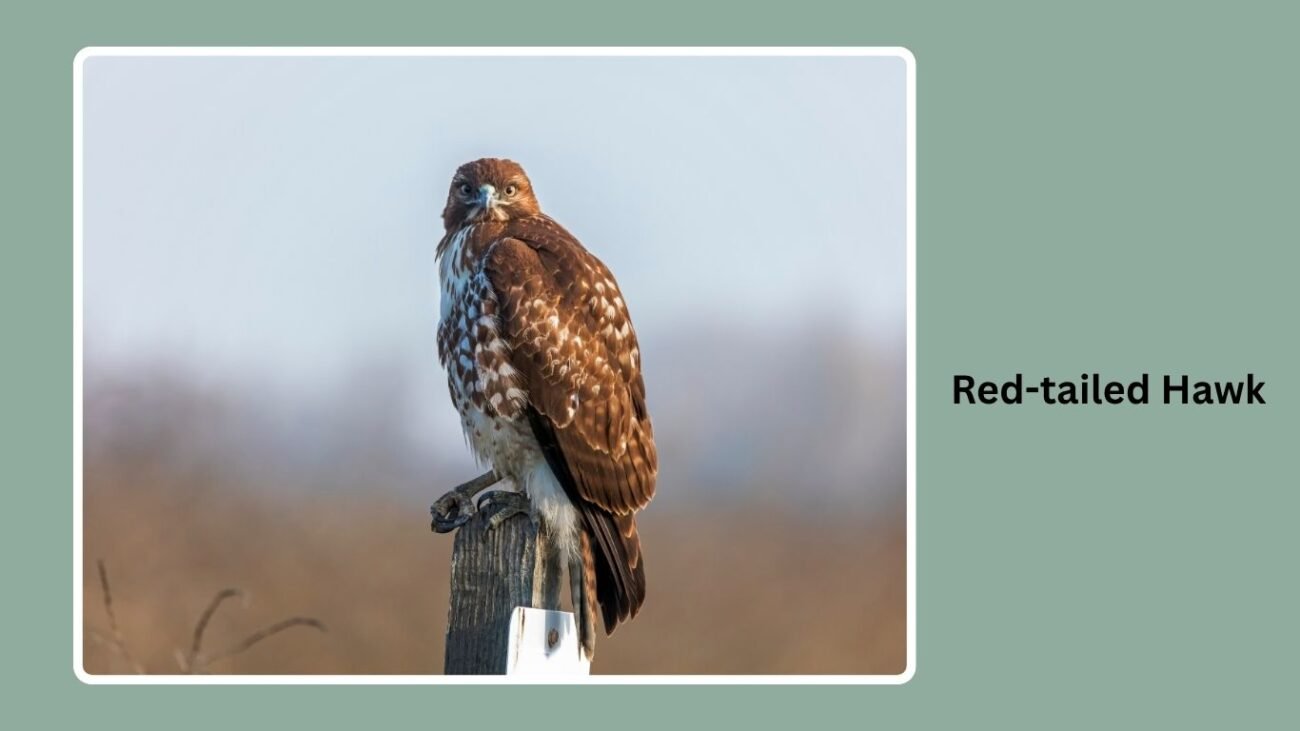 Red-tailed Hawk