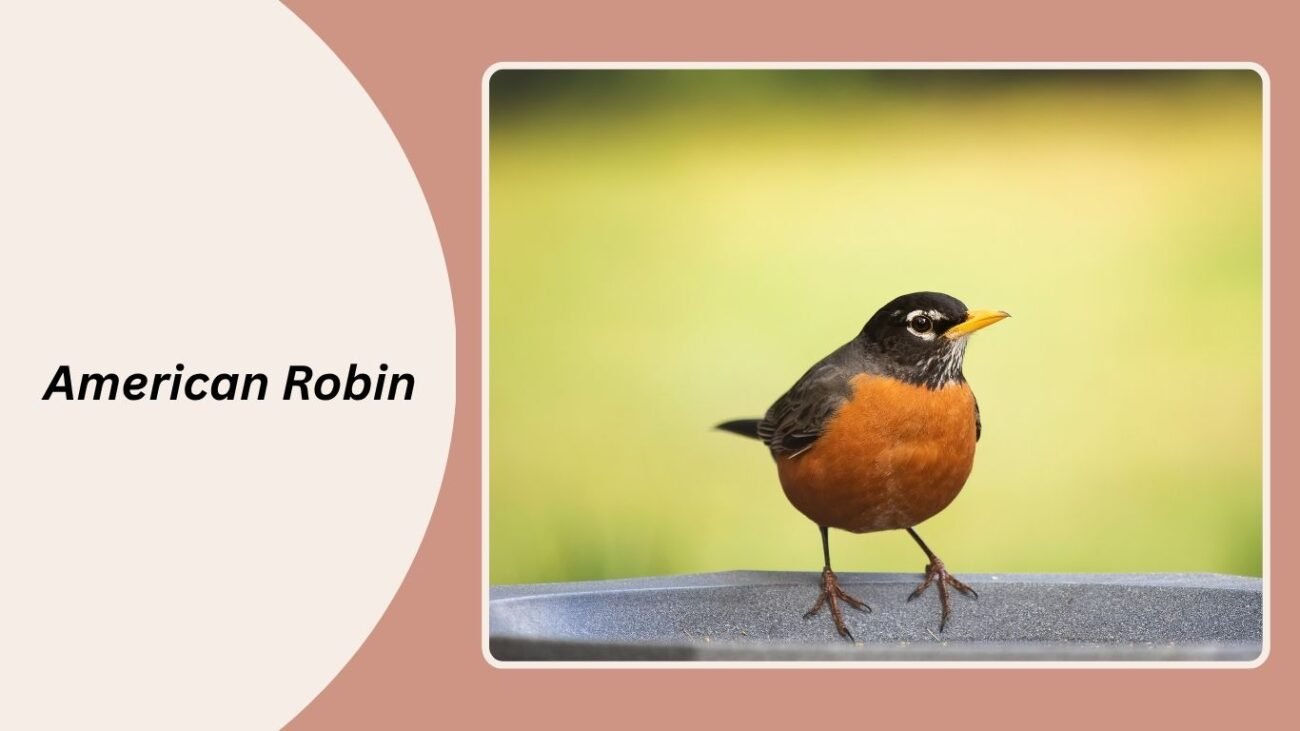 American Robin