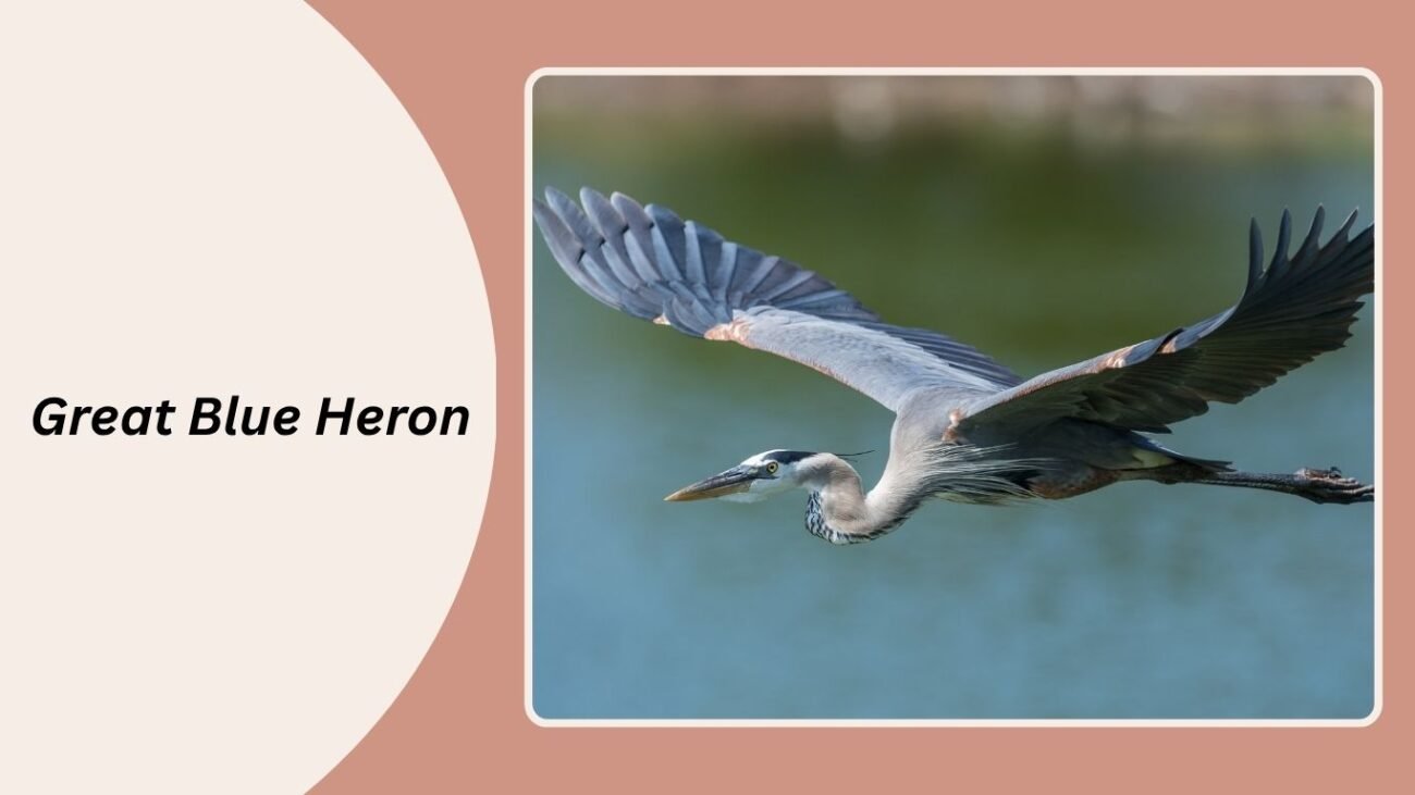 Great Blue Heron