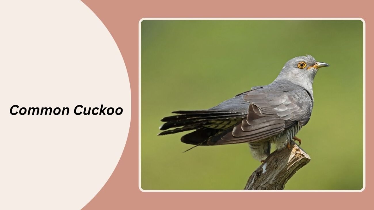 Common Cuckoo
