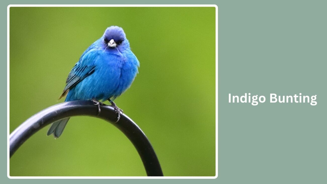 Indigo Bunting