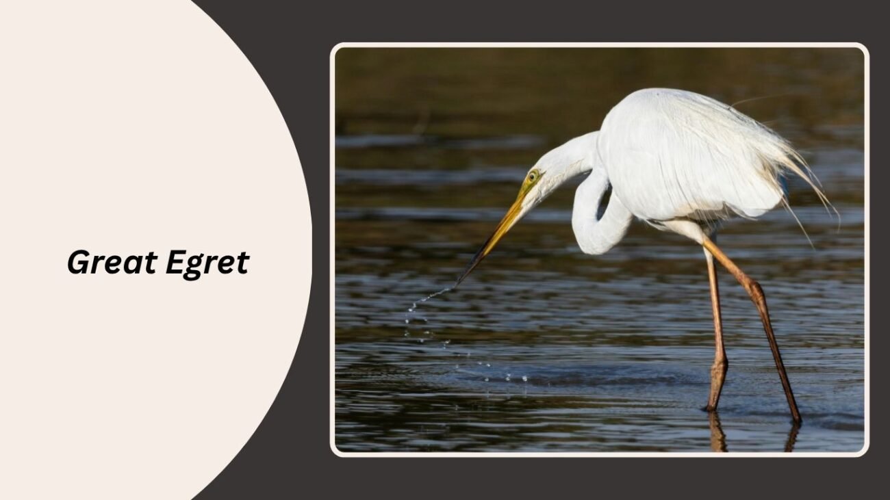 Great Egret